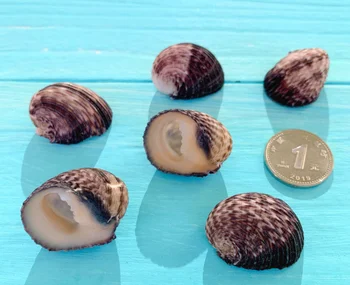 017 Jūrmylių namų dekoro Gamtos sea shell Natūrali mažų myli shell mėsos micro kraštovaizdžio stiklo papuošalai, norinčių butelis