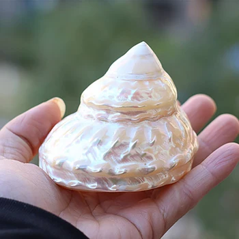 1PC Gamtos Liuminescencinės Bokštas Myli Shell Žuvų Bakas Namų Ornamentu 6-7cm Kūrybos Myli Surinkimo Dovana būsto Apstatymo Reikmenys 4